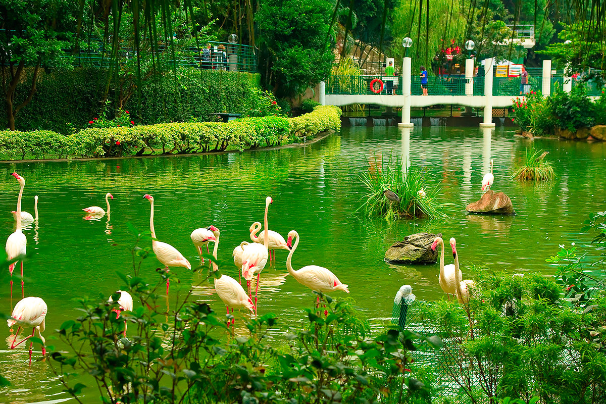 Фламинго в парке